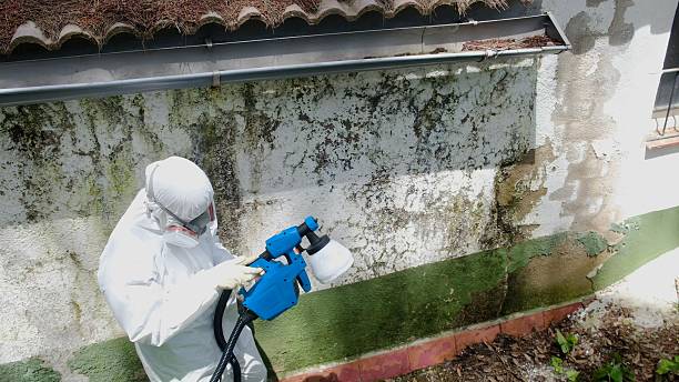 Trusted Attic Mold Removal service in Durham, NC - Cheap Mold Removal